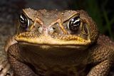 Toad.jpg image by jkindy