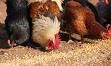 250px-Chickens_eating.jpg