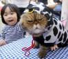 cat-in-cow-costume.jpg