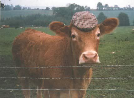 cow20with20hat.jpg