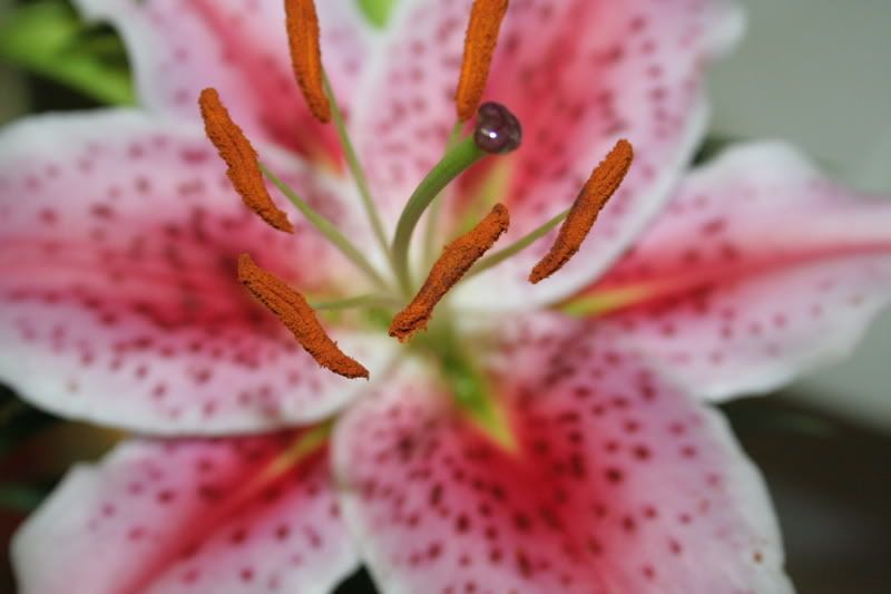 IMAGE: http://i55.photobucket.com/albums/g124/TiK-TaC/Baseball051707001-1.jpg