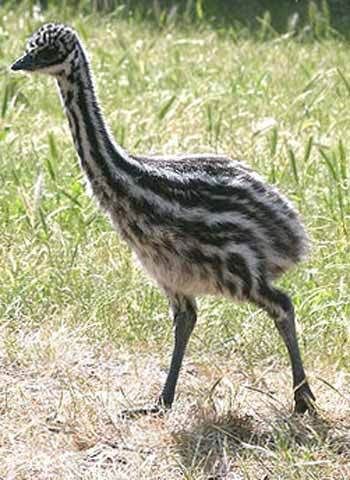 A Emu
