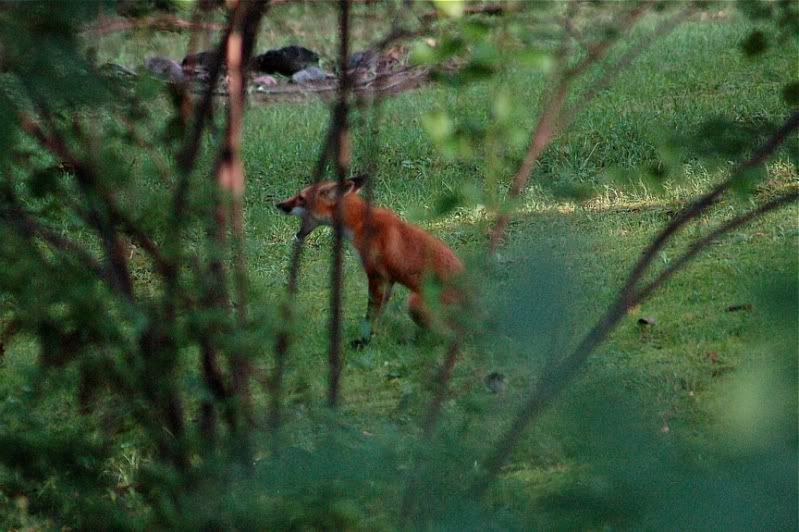 red fox running. Red Fox - SOUTHERN ILLINOIS