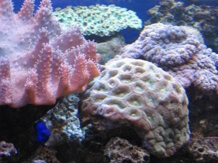 corals.jpg