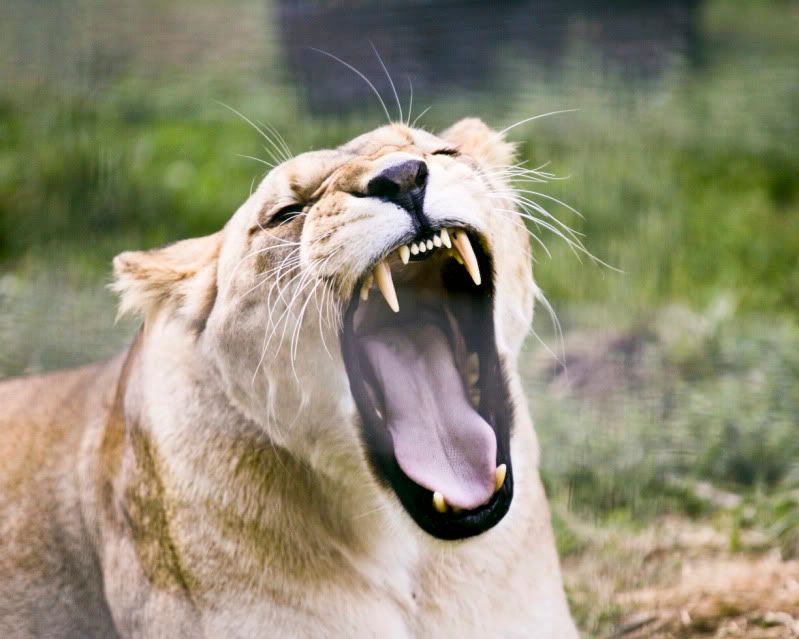 IMAGE: http://i55.photobucket.com/albums/g126/snoop69/Photo%20Album/BigCatColour.jpg