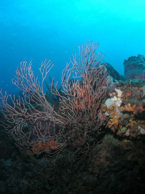Gorgonian.jpg