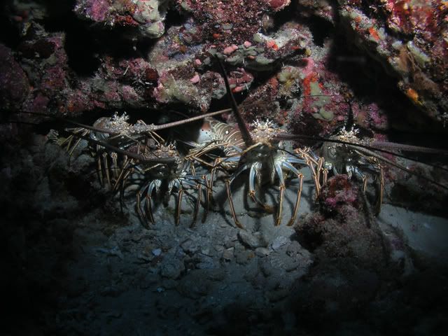 Lobsters-2.jpg