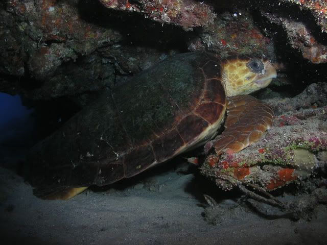 Loggerhead.jpg