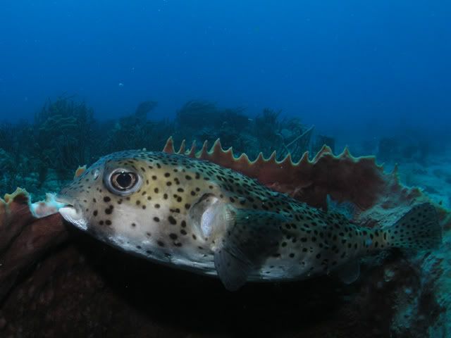 Puffer.jpg