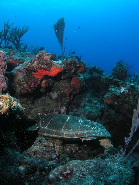 TongueTurtle.jpg