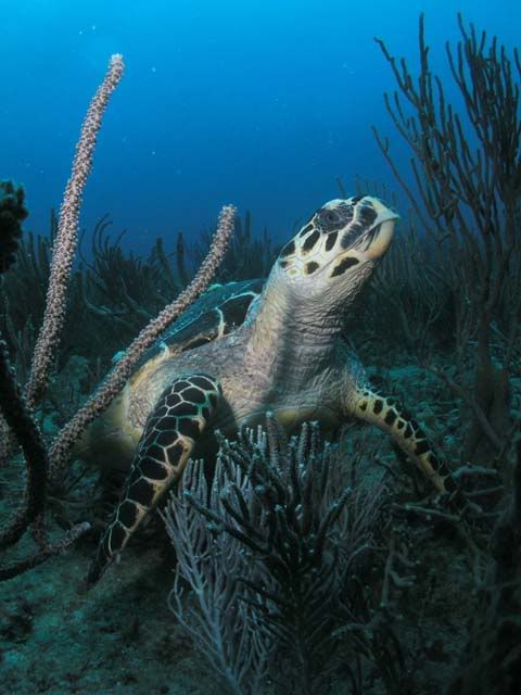 Turt.jpg