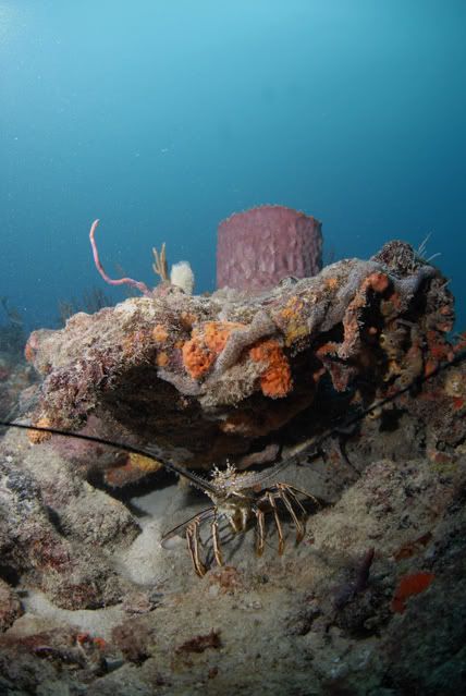 lobst-1.jpg