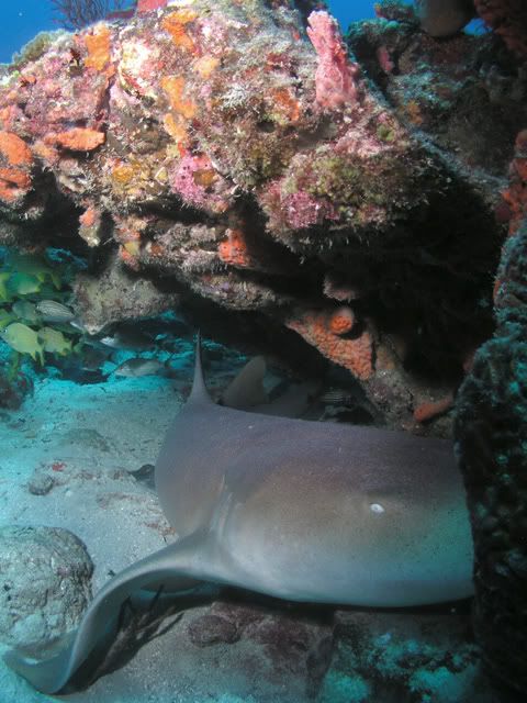 nurseshark.jpg