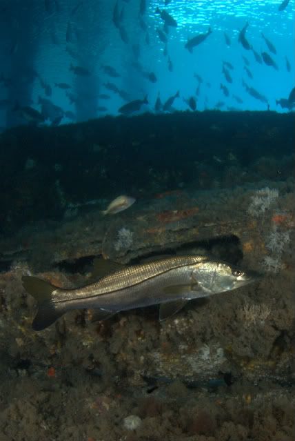 sneakysnook-1.jpg