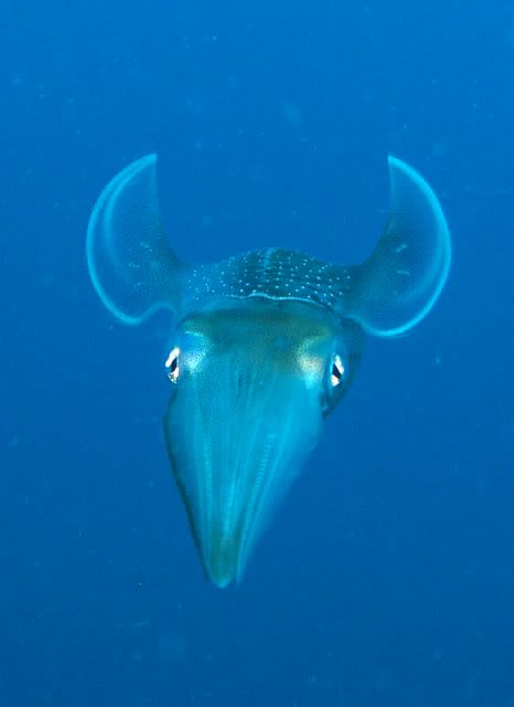 squid1-1.jpg