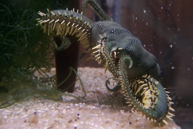 Brittle Stars eat snails??? The Reef Tank