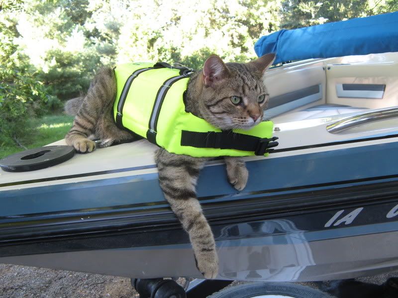 How Funny! Cat Lifejacket The DIS Disney Discussion Forums