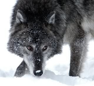 Bildergebnis fÃ¼r dark gray wolf