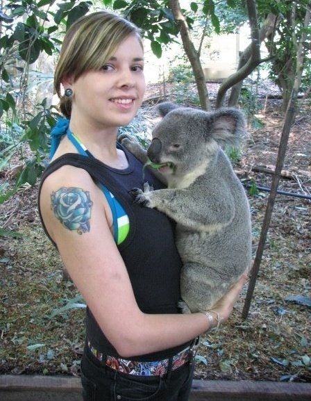 Koala