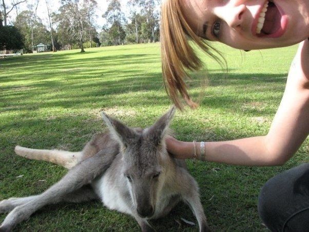 Kangaroo