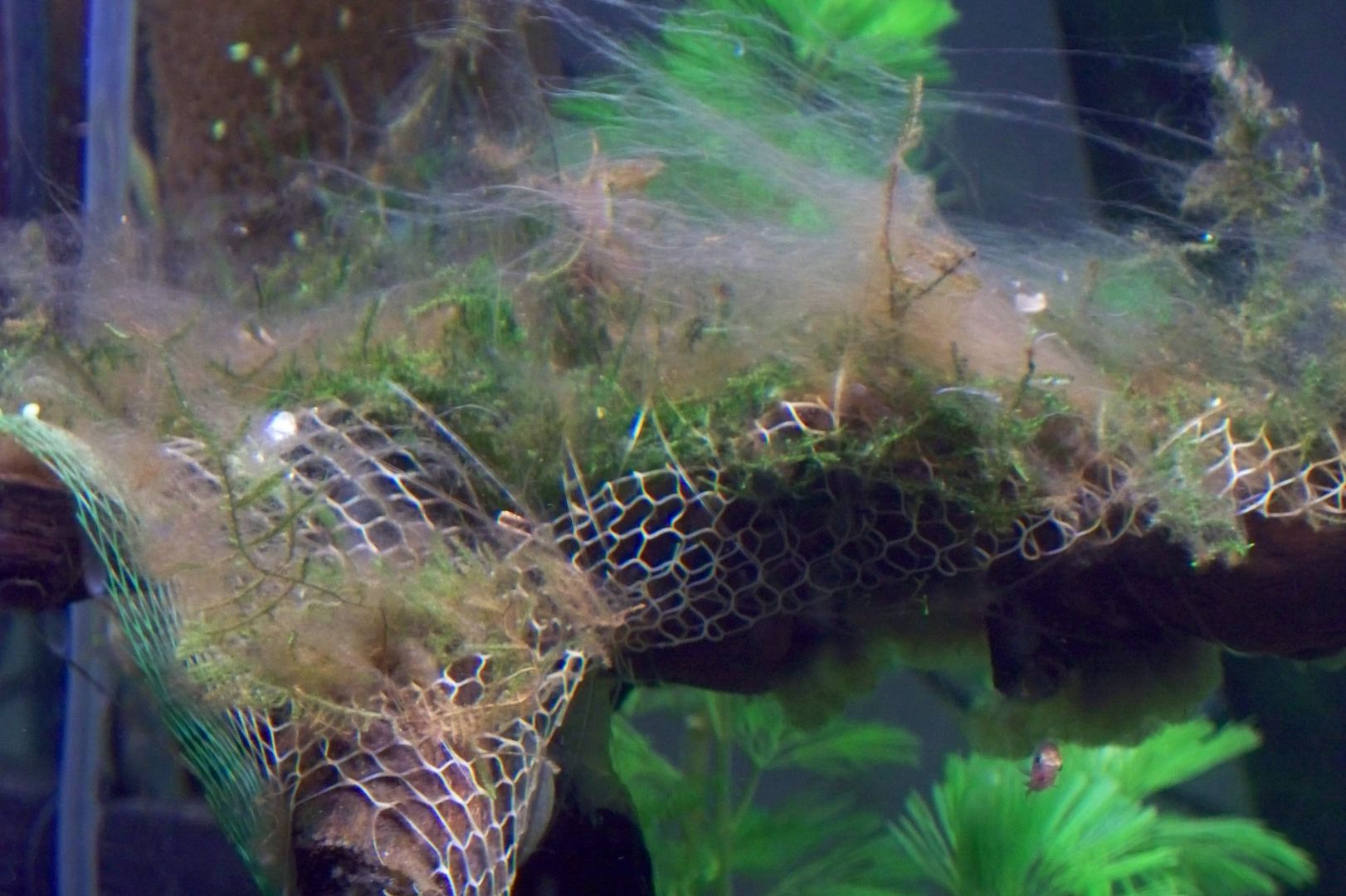 Brown slime algae.... help! Algae Aquatic Plant Central