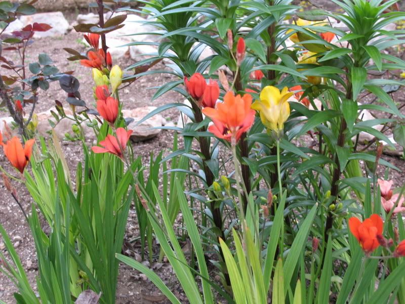 Aiuolatralerose010Fresie01.jpg