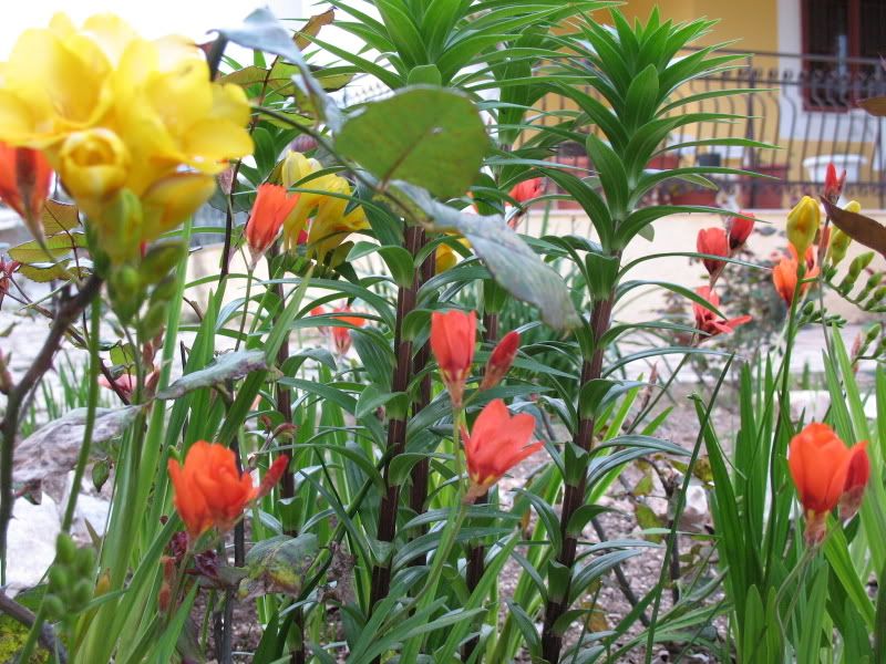Aiuolatralerose010Fresie05.jpg