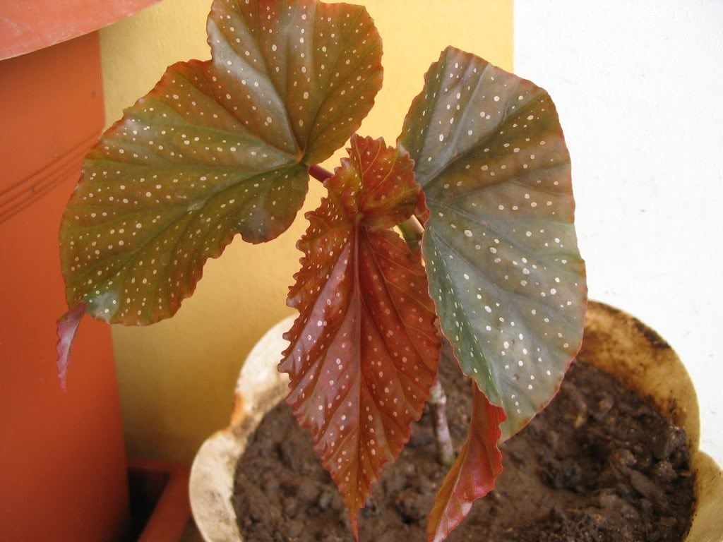 Begonia002.jpg