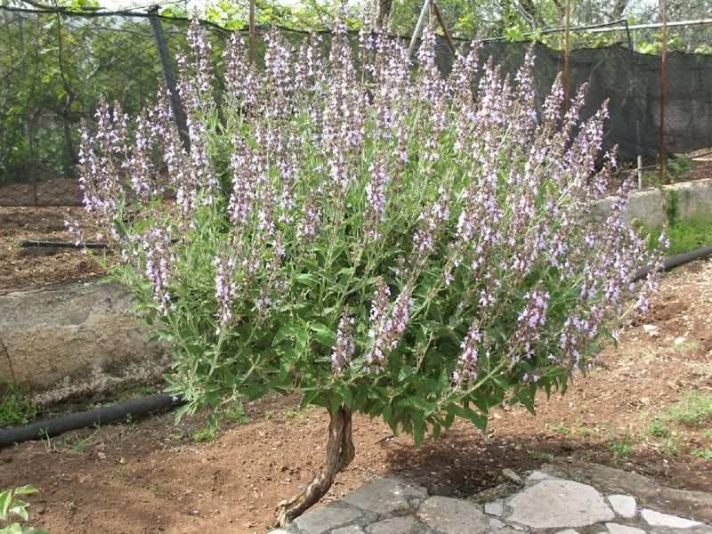 Salvia004.jpg