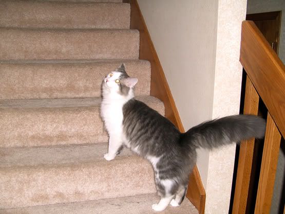 Little Cat on the stairs Pictures, Images and Photos