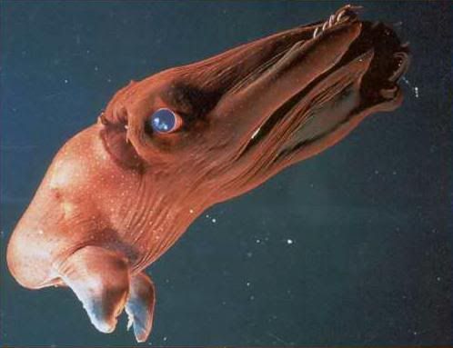 Squid are cool