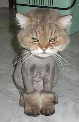 This_Cat_is_Shaved.jpg