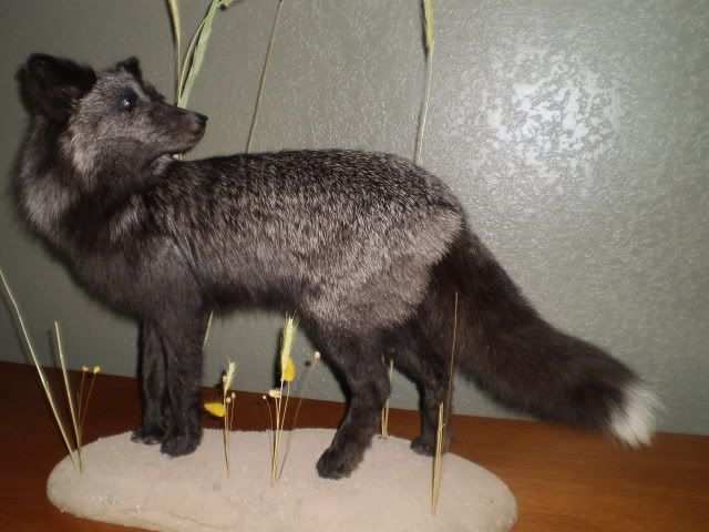 BlackFox2009002.jpg