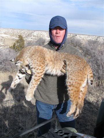 bobcat3.jpg