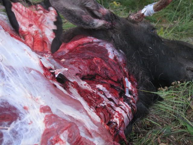 moosehunt029.jpg