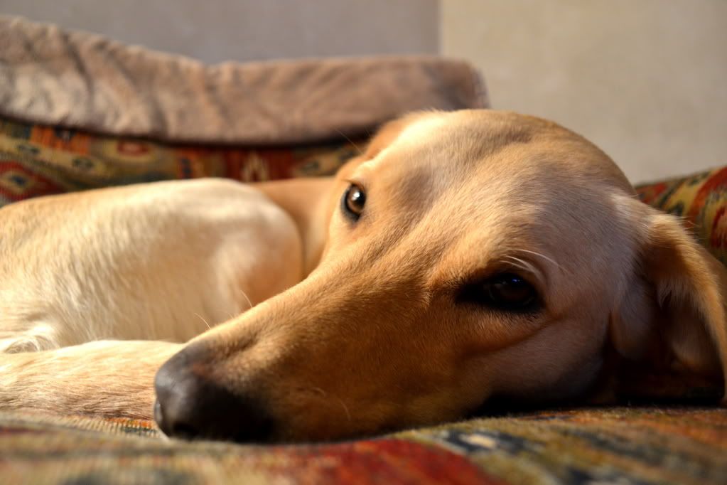 DSC_0068.jpg