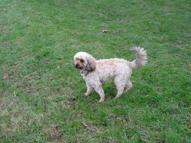 cockapoo tail docking