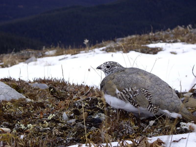 Schneehuhn.jpg