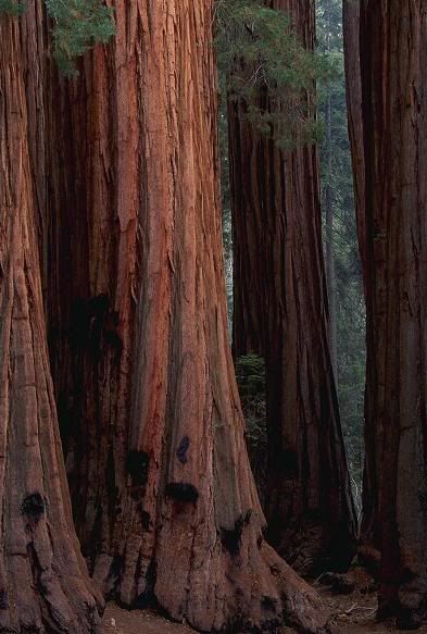 Sequoia2.jpg