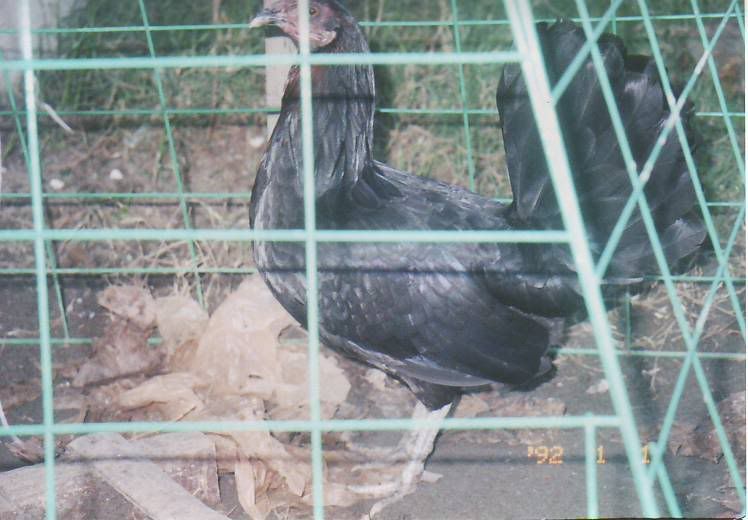 Bonanza Black Gamefowl