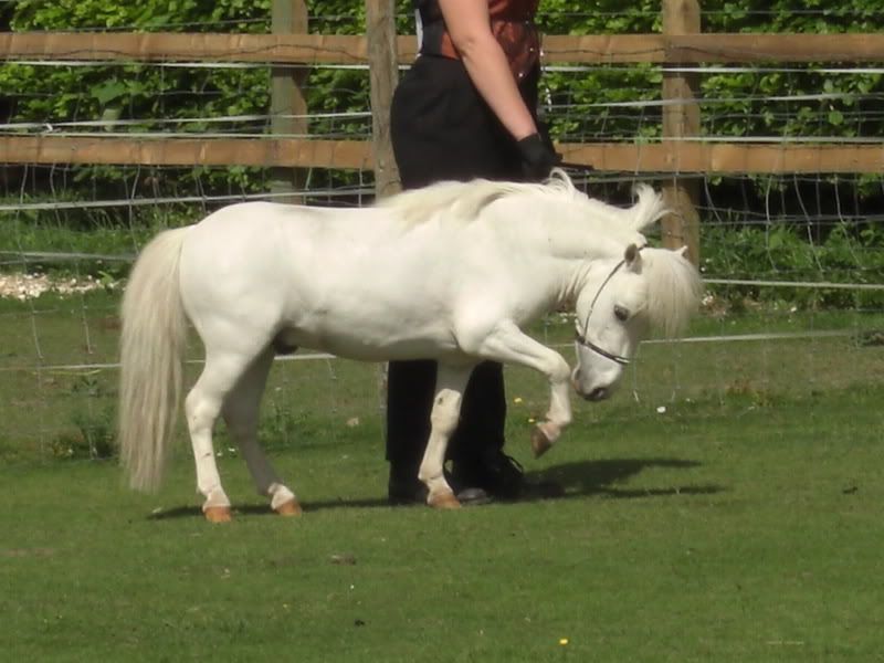 silver and gray horse example3