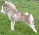 silver and gray horse example 1