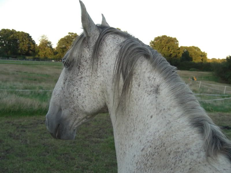 For Sale Or Lease Sign. Horses for Sale or Lease