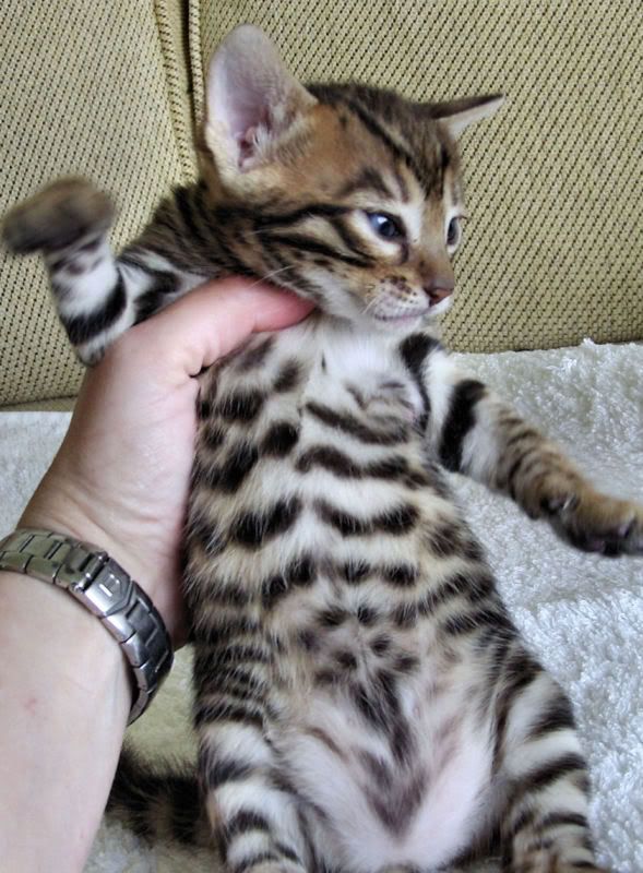 IMAGE(http://i55.photobucket.com/albums/g139/Lipigirl/Rimba/Lily_babies_004.jpg)