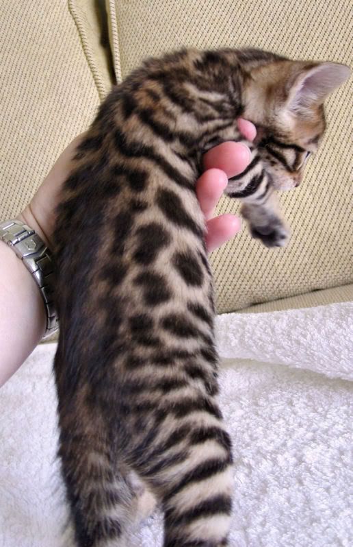 IMAGE(http://i55.photobucket.com/albums/g139/Lipigirl/Rimba/Lily_babies_009.jpg)