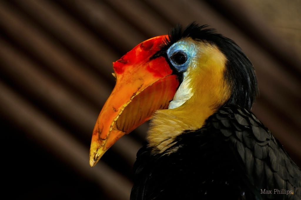 Tucan.jpg