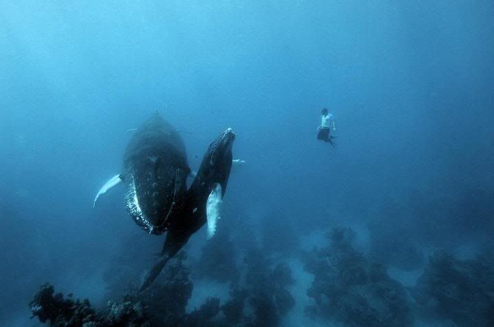 Whales.jpg