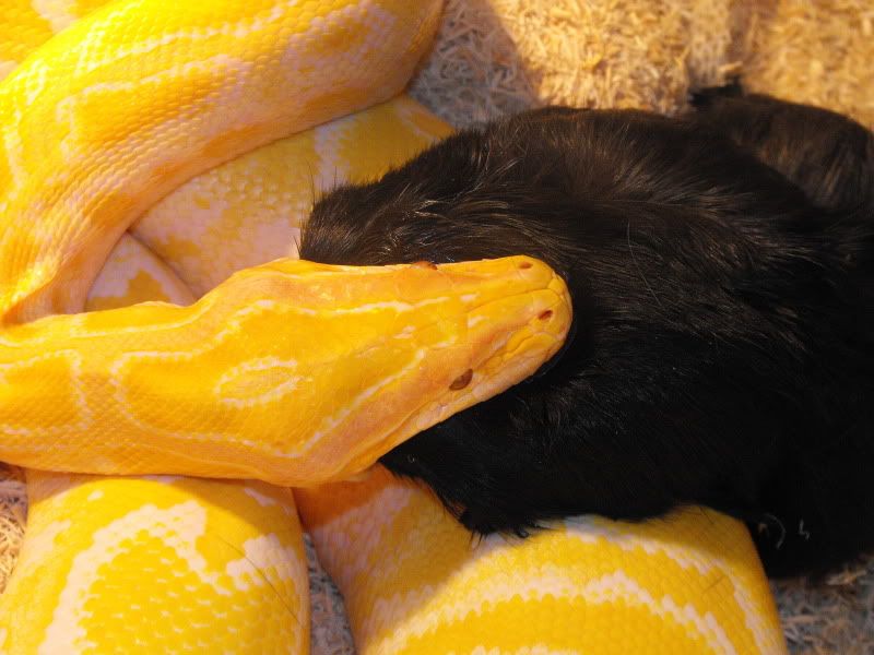 animal tracks ashington Reptile Forums