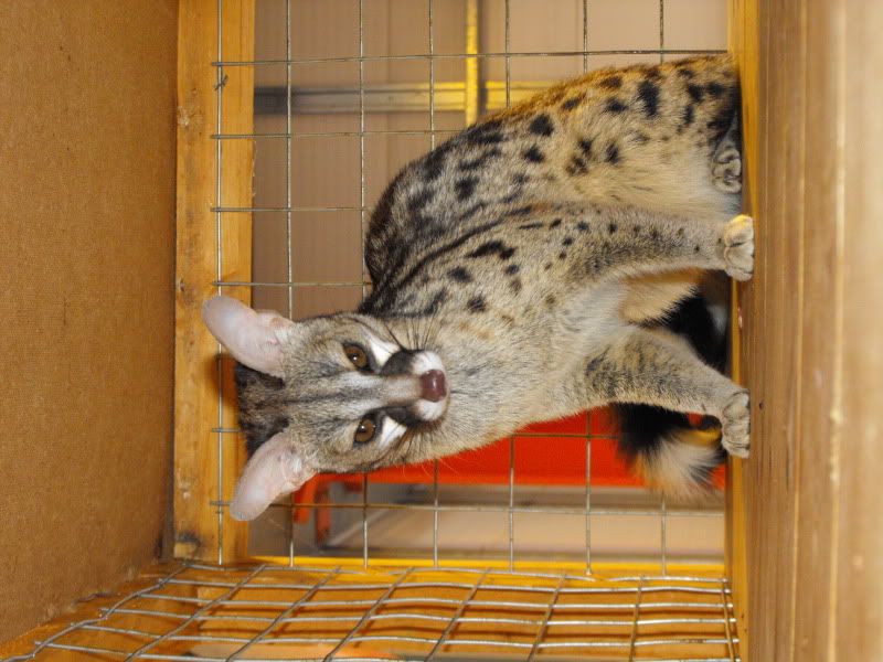 animal tracks ashington Reptile Forums