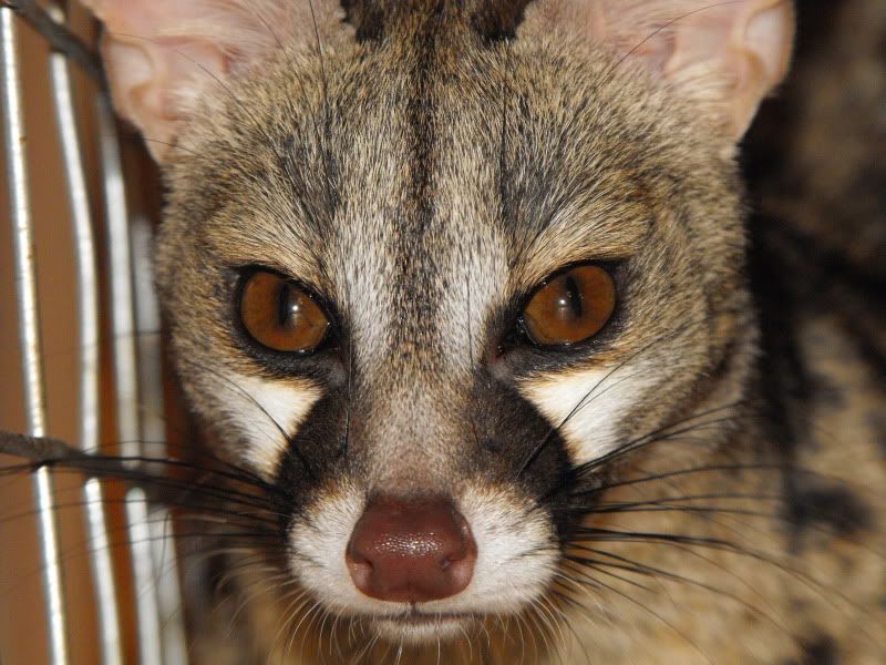 animal tracks ashington Reptile Forums